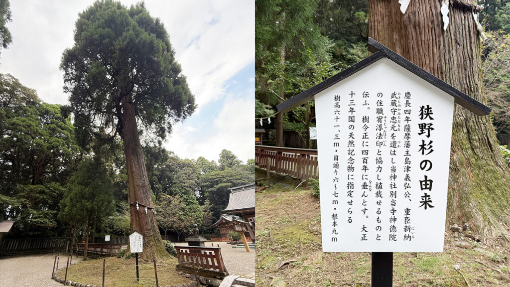 御神木(狭野杉)