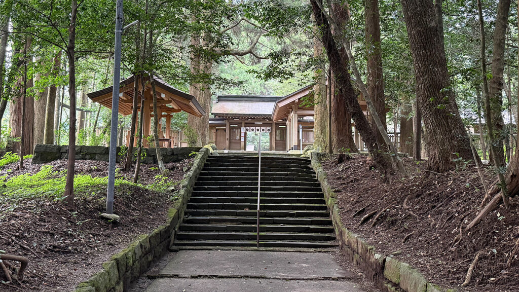 狭野杉